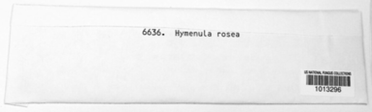 Hymenula rosea image